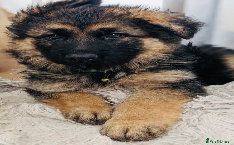 German Shepherd dogs - Advert 1
