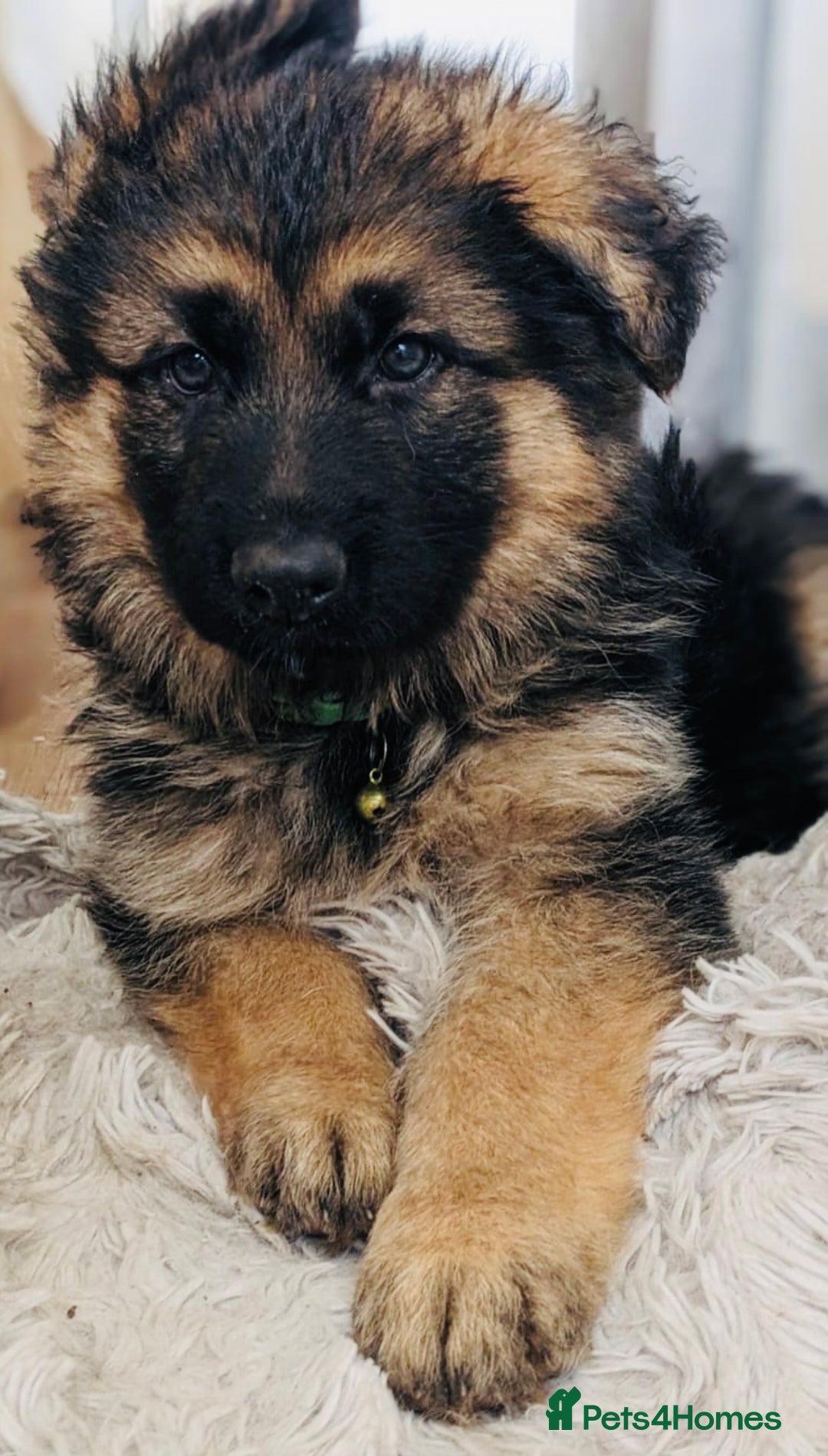 German Shepherd dogs for sale: 🌟READY🌟- KC registered Long Haired GSD pups♥️ - Image 1