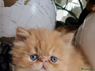 Persian cats Persian kittens - Advert 1