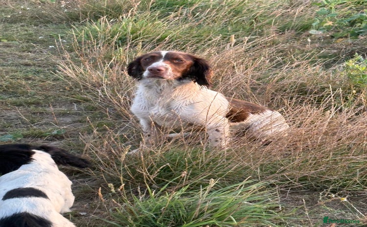 English Springer Spaniel dogs - Advert 9