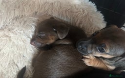 Jack Russell dogs for sale: Beautiful Jack Russell Puppies  - Image 8