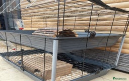 Guinea Pig rodents for sale: For Sale 2 Guinea Pigs With Cage and Accessories  - Image 11