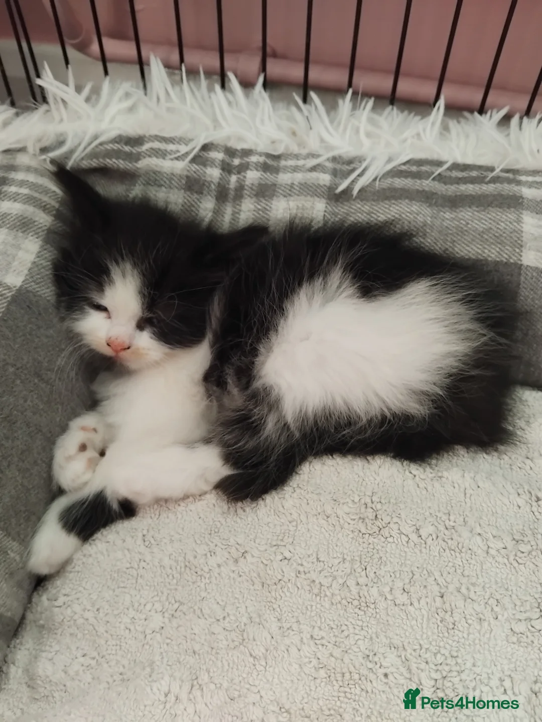 Mixed Breed cats for sale: Playful kittens  - Advert 2