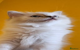 Ragdoll cats for sale: Tica registered Grand Champion Ragdoll kittens  - Image 6