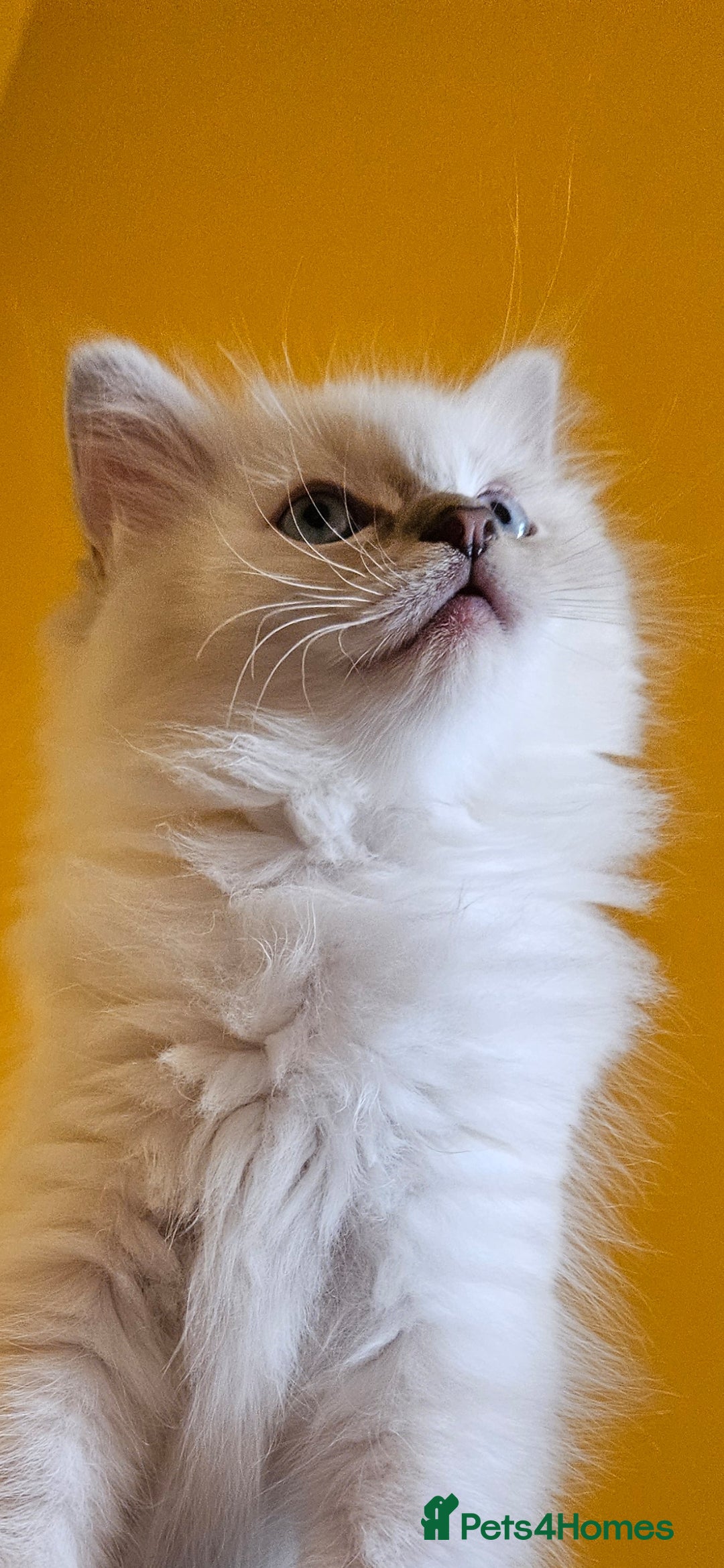 Ragdoll cats for sale: Tica registered Grand Champion Ragdoll kittens  - Image 6