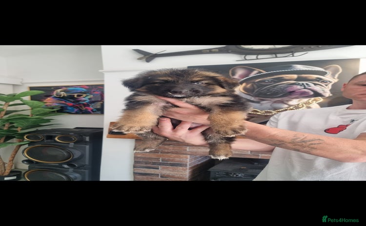 German Shepherd dogs - Advert 1