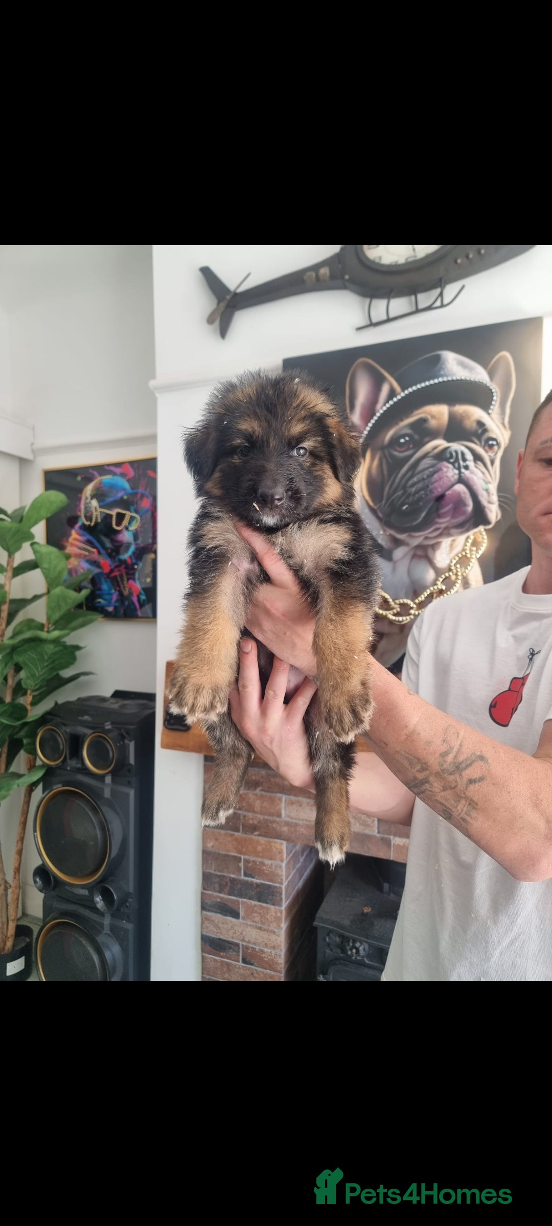 German Shepherd dogs for sale: German Shepherd  - Image 6