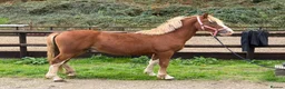 Welsh Section C horses for sale: Carless Joey - One for the future  - Advert 3