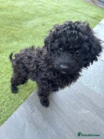 Cavapoo dogs - Advert 1