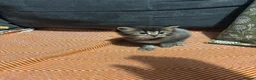 Mixed Breed cats for sale: Kittens in Bury Saint Edmunds - Advert 3