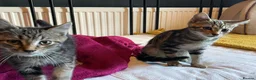 Domestic Shorthair cats for adoption: Ash & Etta, 4 month old kitten pair - Advert 12