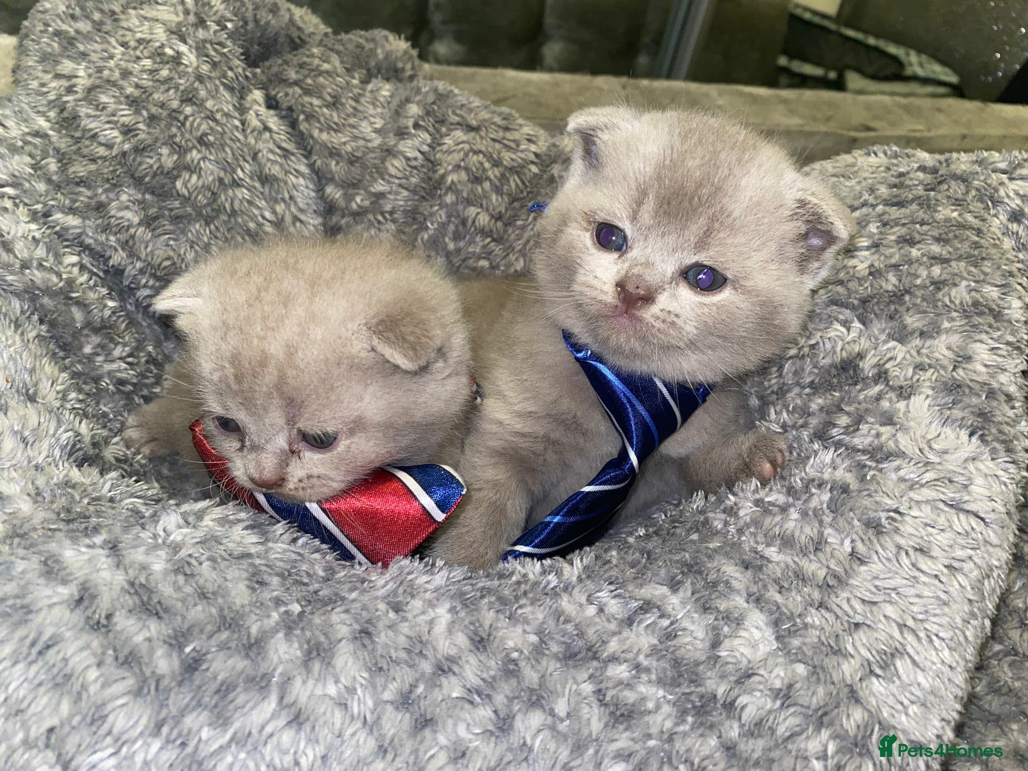 Scottish Fold cats Beautiful Scottish Fold Kittens🫶🏼😍 - Advert 1