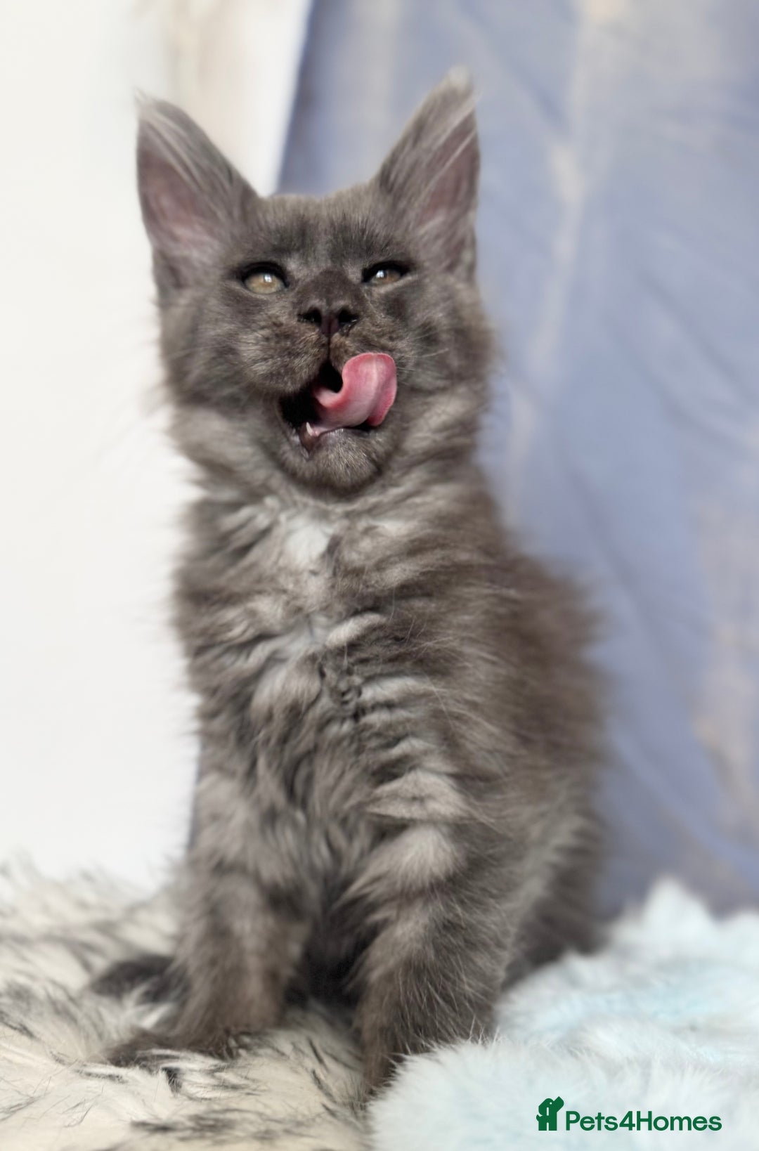 Maine Coon cats for sale: Champions- Bloodline Purebred Maine Coon Kittens  - Advert 18