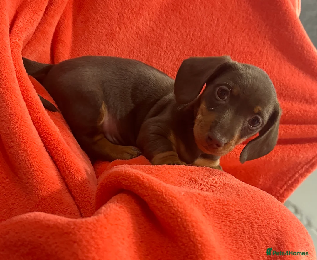 Miniature Dachshund dogs for sale: 🐾 Adorable Dachshund Puppies - 3 Boys Left - Advert 3