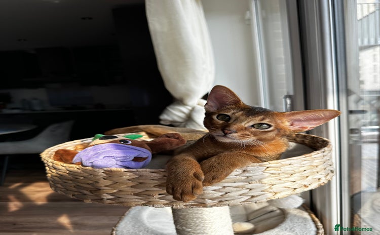 Abyssinian cats - Advert 9