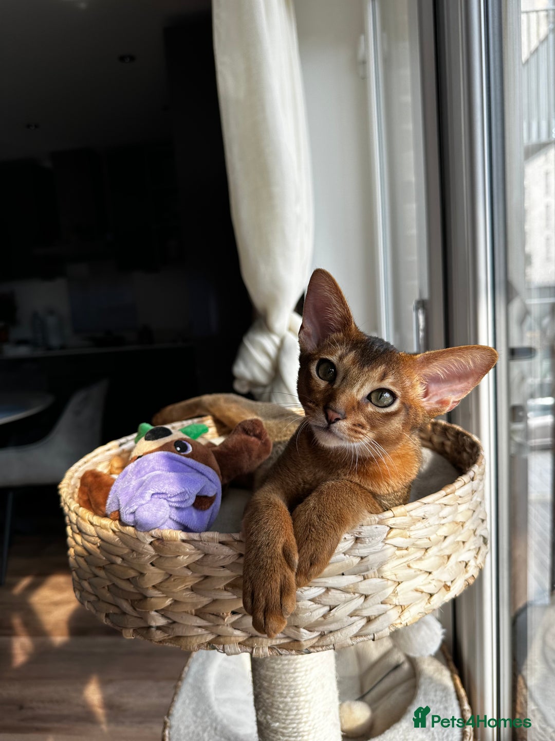Abyssinian cats for sale: Perfect Boy Ready to Go 😻💙 - Image 3