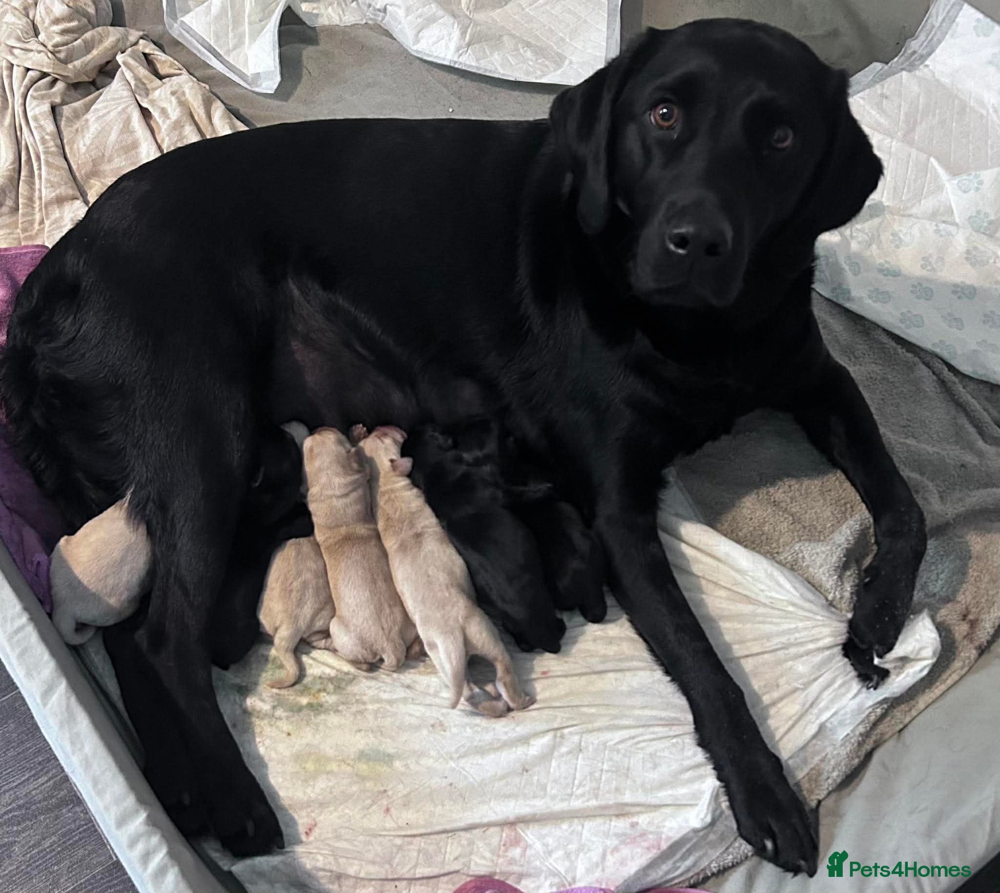 Labrador Retriever dogs for sale: Pure Breed Labrador Puppies  in Liskeard - Advert 2