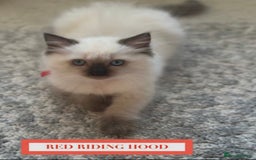 Munchkin cats for sale: Munchkin kittens - Image 5