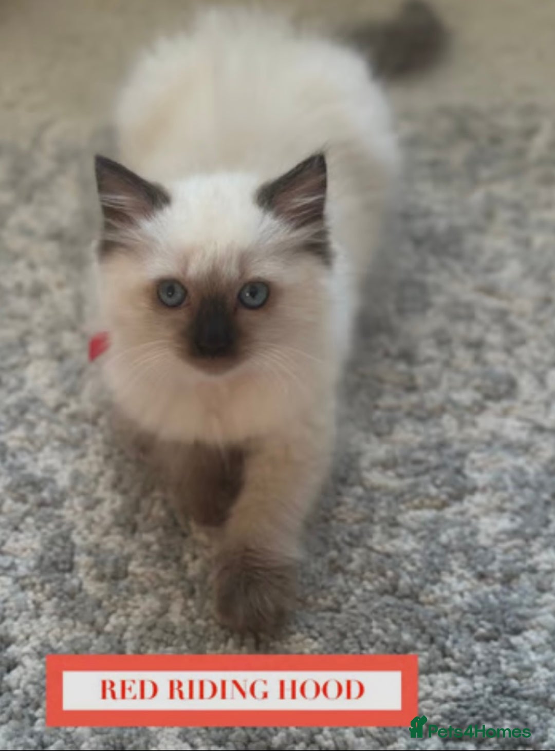 Munchkin cats for sale: Munchkin kittens - Image 5