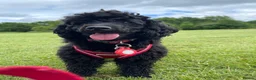 Toy Poodle dogs for sale: Black toy poodle in Manchester - Advert 10