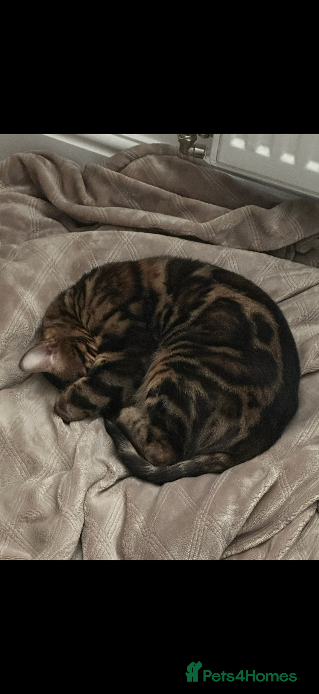 Bengal cats for sale: Pure breed bengal  - Advert 4