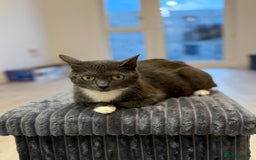 Russian Blue cats for sale: Russian blue x biocolor kittens 3 left  - Image 8
