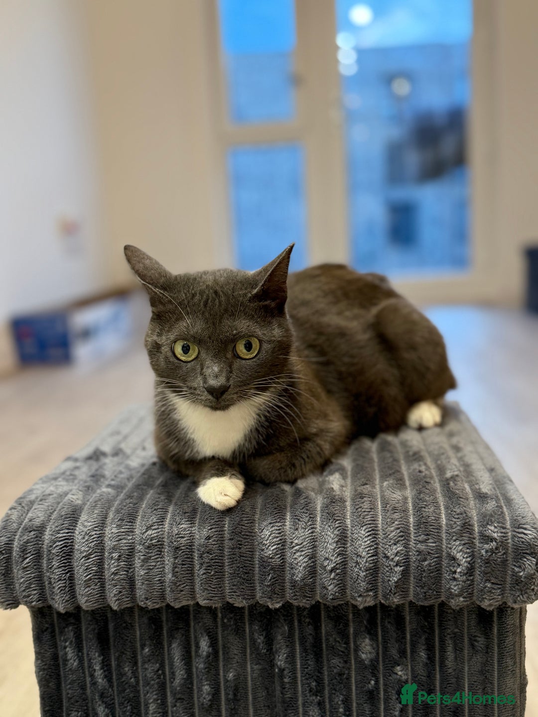 Russian Blue cats for sale: Russian blue x biocolor kittens 3 left  - Image 8
