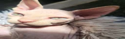 Sphynx cats for sale: Little sweet sphynx boys ready for new home 🐾 - Advert 37
