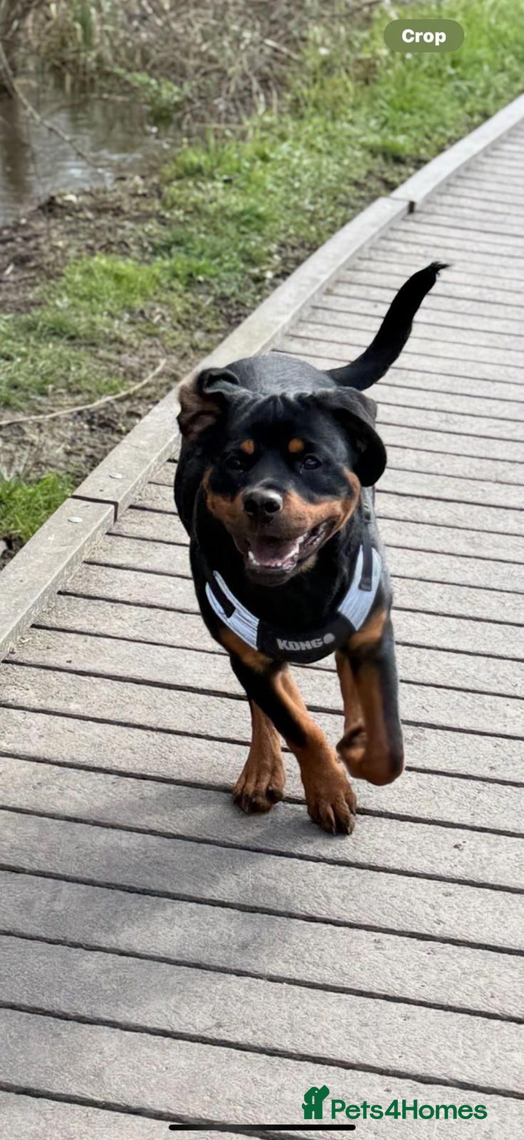 Rottweiler dogs for stud: KC REGISTERED ROTTWEILER in Worcester - Advert 17