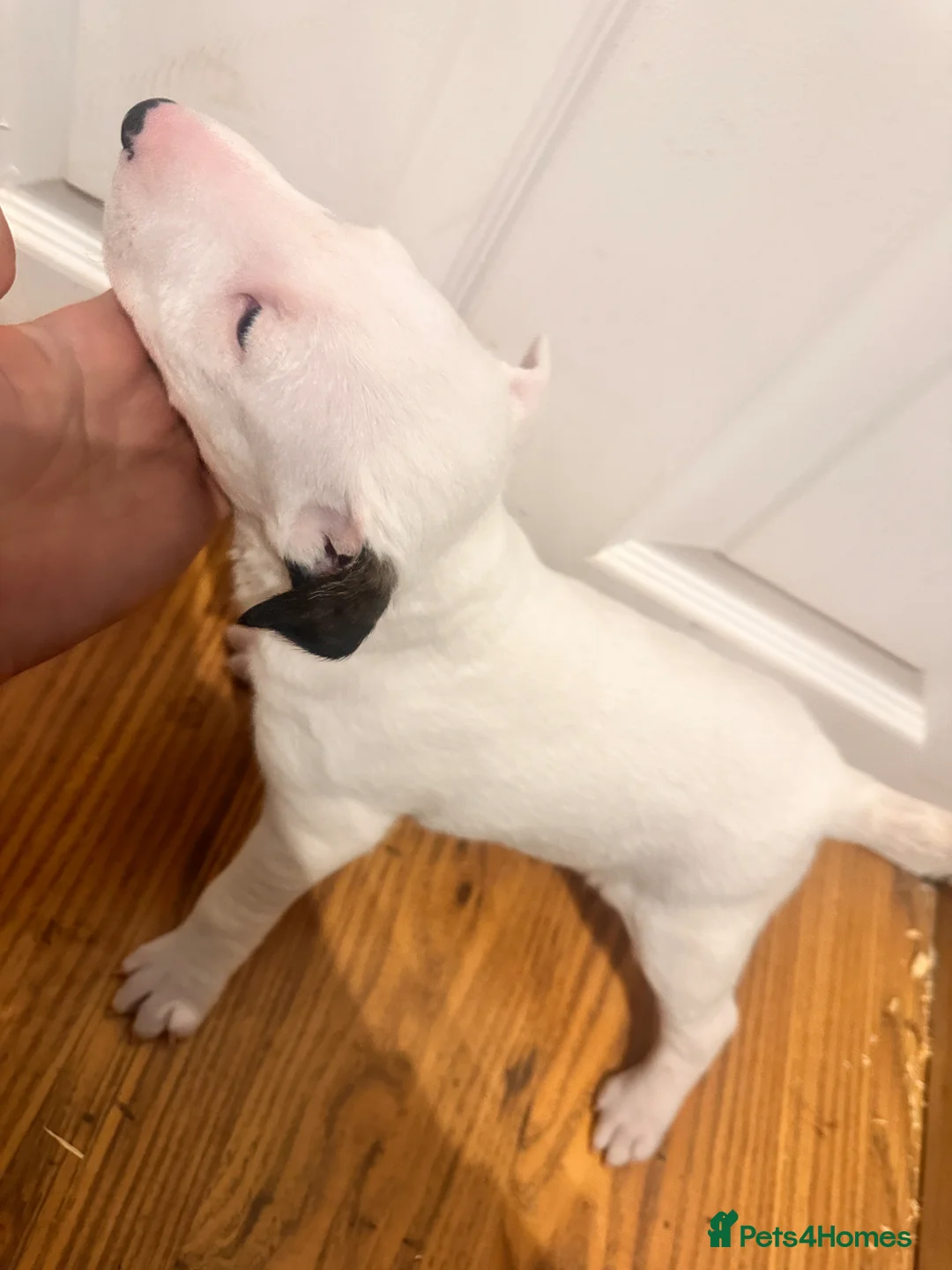 English Bull Terrier dogs for sale: English Bull Terrier Puppies  - Advert 2