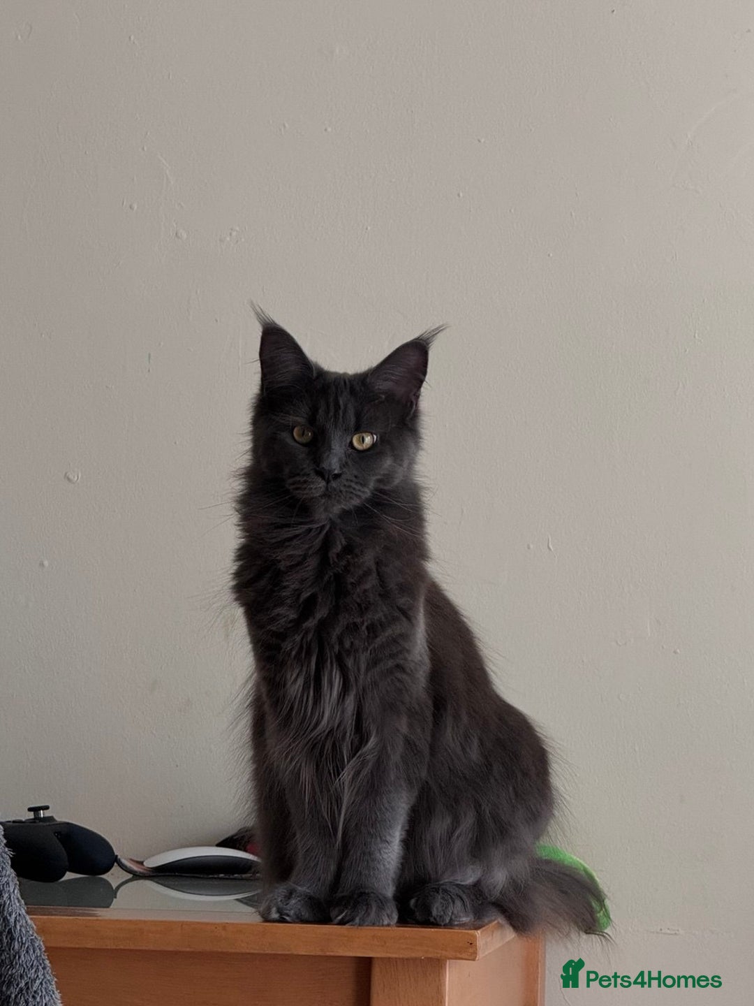 Maine Coon cats for sale: Upcoming Pedigree MaineCoonLitterReservations Open - Advert 11