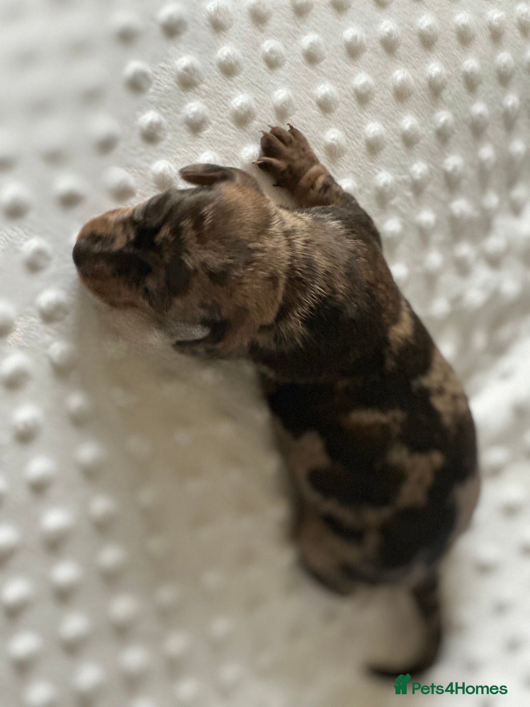 Miniature Dachshund dogs for sale: Champion  lines brindle / dapple mini daschund  - Image 2