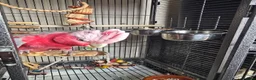 Cockatoo birds for sale: Galah Cockatoo  in Goole - Advert 3