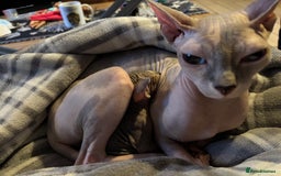 Sphynx cats for sale: Boy and girl syphnx  - Image 7