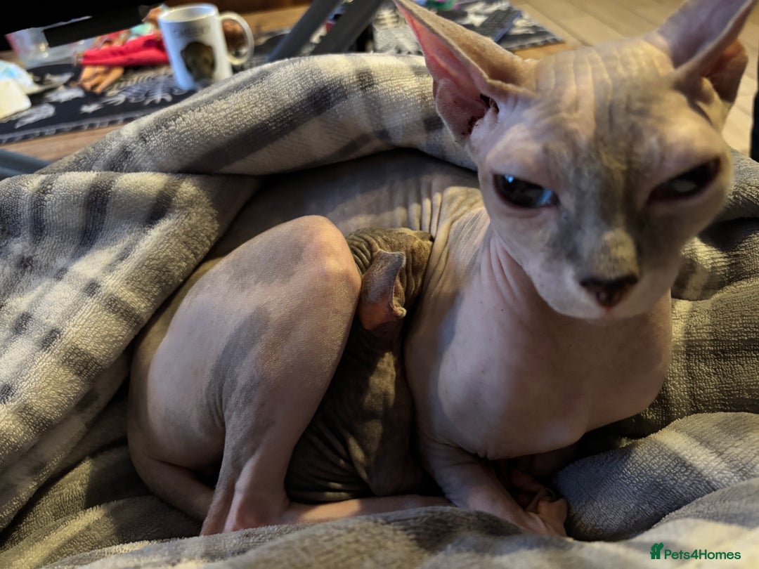 Sphynx cats for sale: Boy and girl syphnx  - Image 7