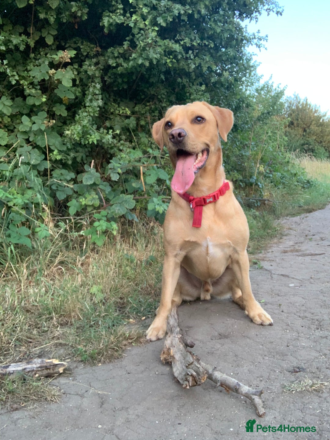 Labrador Retriever dogs for sale: My boy Lenny  - Image 6