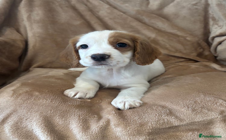 Cocker Spaniel dogs - Advert 4