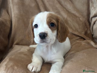 Cocker Spaniel dogs - Advert 10