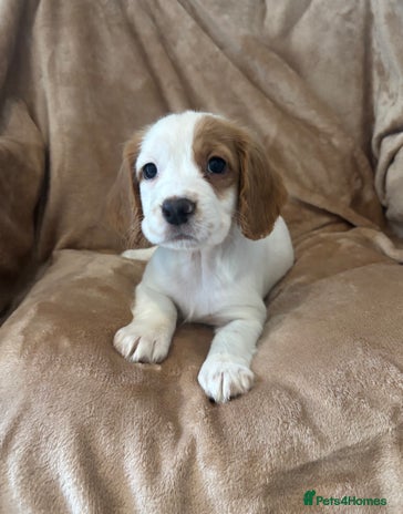 Cocker Spaniel dogs - Advert 13