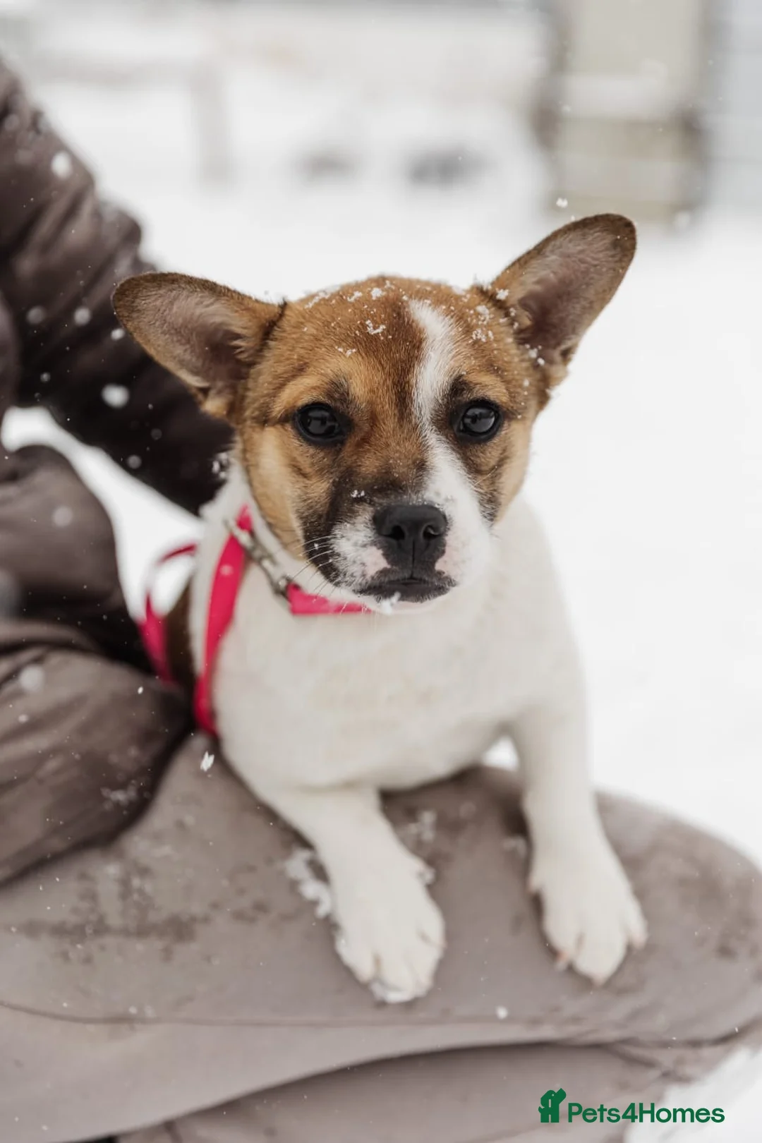 Mixed Breed dogs for adoption: 💖🐶 DEMI-MOON 🐶💖 - Advert 6