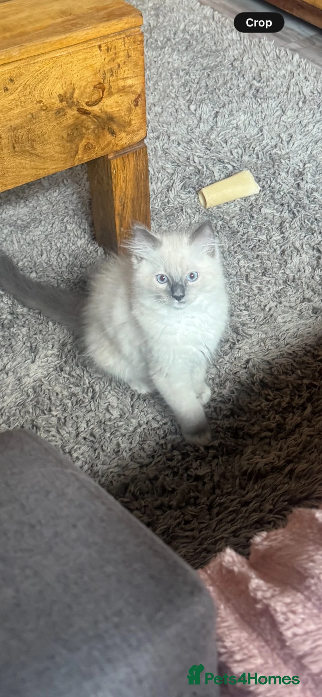 Ragdoll cats for sale: Ragdoll kittens - Advert 1