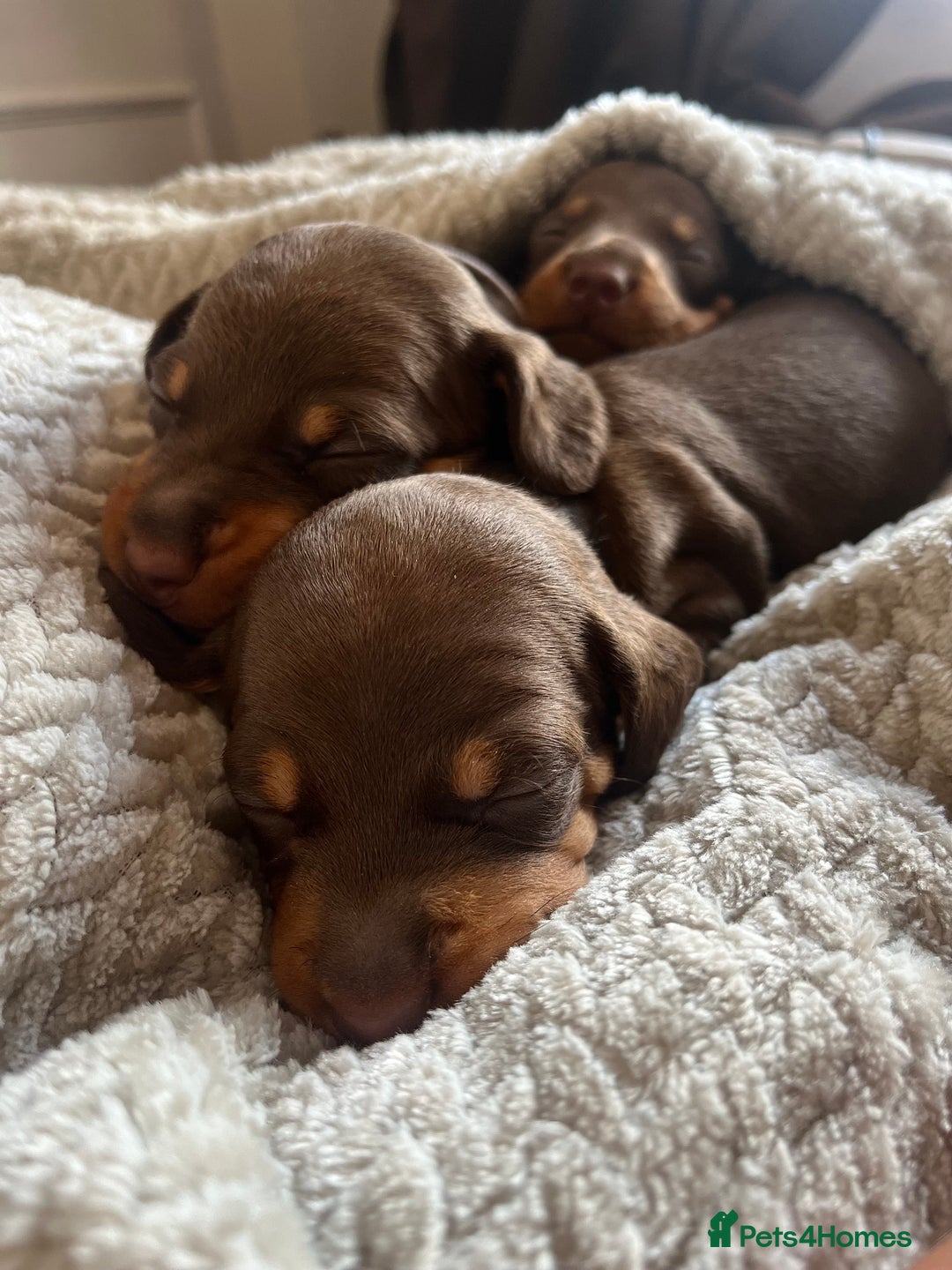 Miniature Dachshund dogs for sale: Beautiful Brown & Tan Dachshund Puppies Ready Soon - Image 6