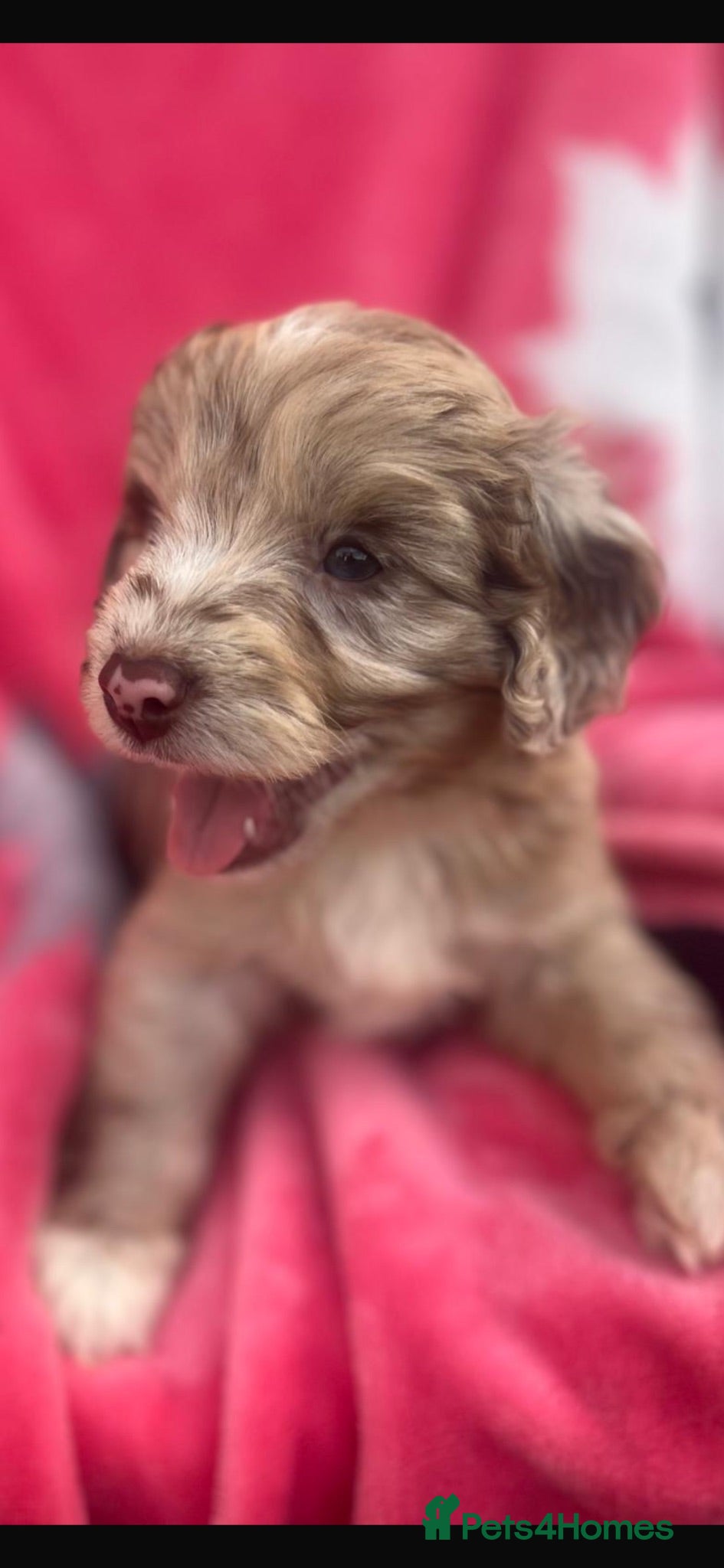 Cockapoo dogs Cockerpoos F1’s, Beautiful Merle coloured pups  - Advert 2
