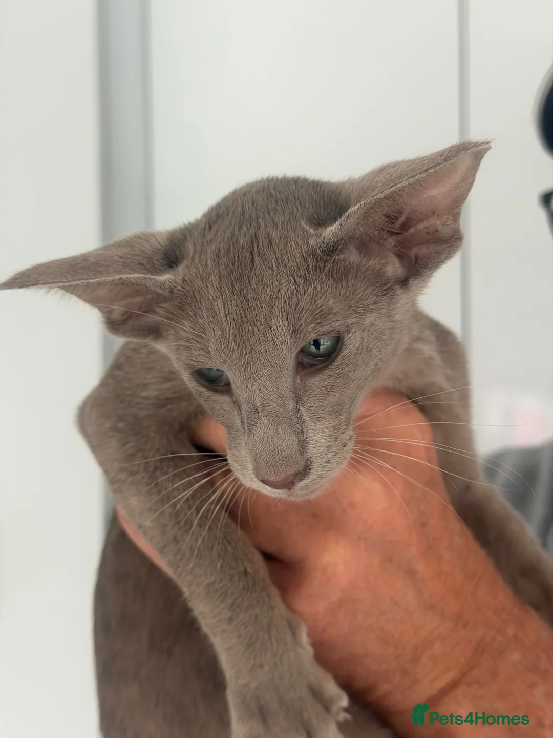 Oriental cats for sale: Oriental and Siamese kittens.  - Advert 2