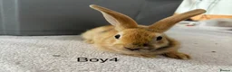 Mixed Breed rabbits for sale: Himalayan x lop bunnies ready to go  - Advert 6