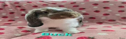 German Lop rabbits for sale: Pure German Lop ☆silly tame last boy - Advert 1
