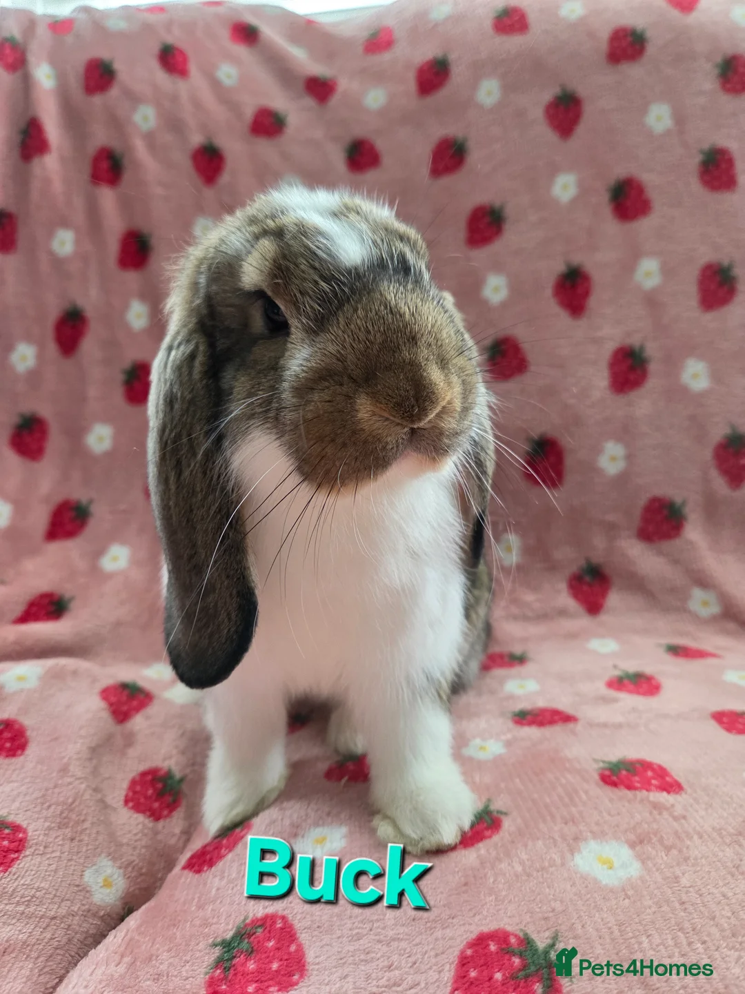 German Lop rabbits for sale: Pure German Lop ☆silly tame last boy - Advert 1