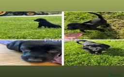 Labrador Retriever dogs for sale: 10 Beautiful black Labrador puppies - Image 2