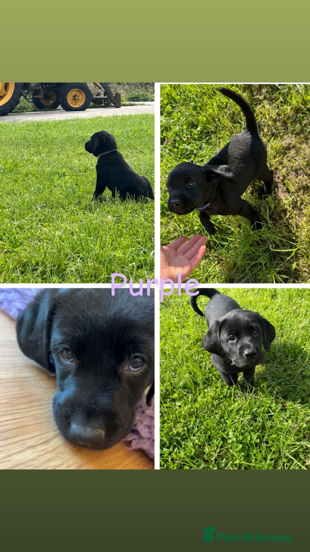 Labrador Retriever dogs for sale: 10 Beautiful black Labrador puppies - Image 2