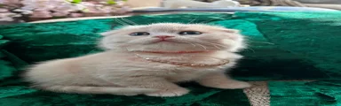 Scottish Fold Kitten 6